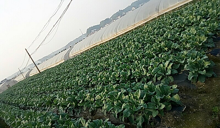 湖南鐘情餐飲管理有限責(zé)任公司,餐飲管理,鐘情餐飲管理,團(tuán)體膳食,大學(xué)食堂,學(xué)院食堂,學(xué)校餐飲 湖南鐘情餐飲管理有限責(zé)任公司,餐飲管理,鐘情餐飲管理,團(tuán)體膳食,大學(xué)食堂,學(xué)院食堂,學(xué)校餐飲